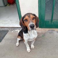 Leo, Beagle Mix in Canile