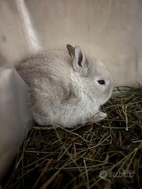 Coniglietti pelo raso