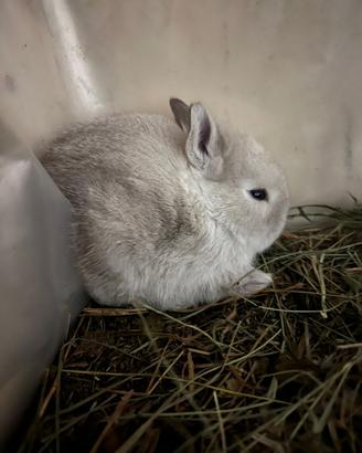 Coniglietti pelo raso