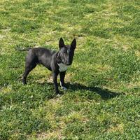 Monta bull terrier miniature