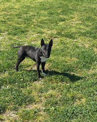 Monta bull terrier miniature