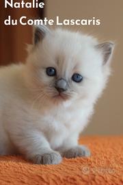 NATALIE cucciola RAGDOLL con pedigree