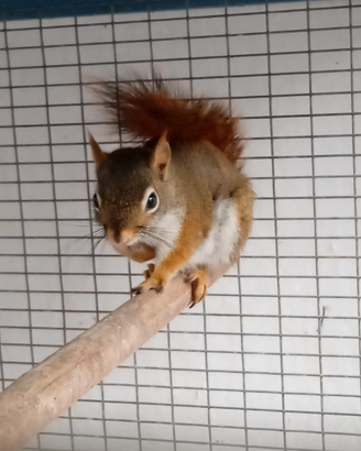 Scoiattoli rossio americani