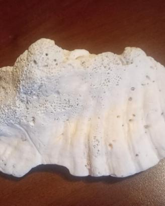 Frammento di conchiglia fossile