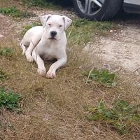 Dogo Argentino