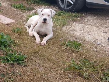 Dogo Argentino