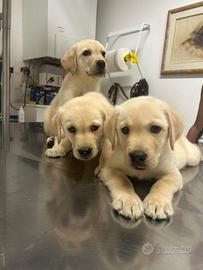 Labrador miele pedigree