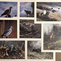 Stampe di fauna selvatica