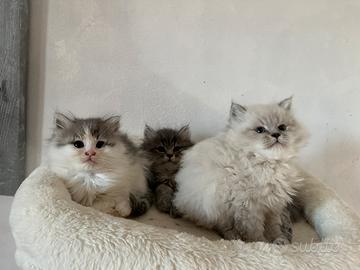 Cuccioli di gatto siberiano