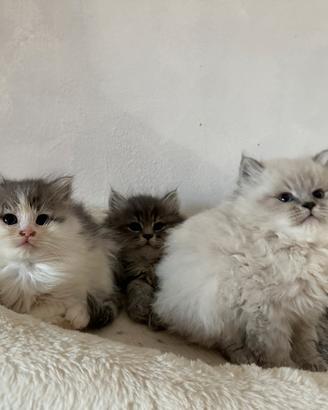 Cuccioli di gatto siberiano