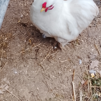 Coppia galline