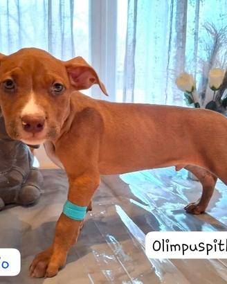 cuccioli Pitbull 
