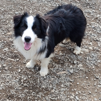 Border Collie cuccioloni