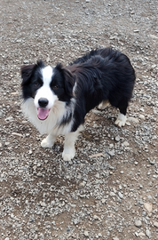 Border Collie cuccioloni