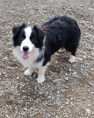 Border Collie cuccioloni