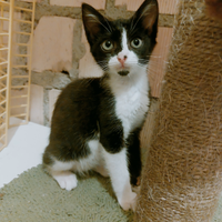 Coppia di gattini stupendi