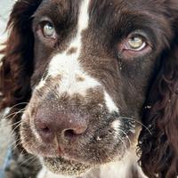 Springer spaniel inglese