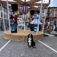 Bovaro del bernese