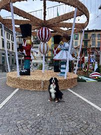 Bovaro del bernese