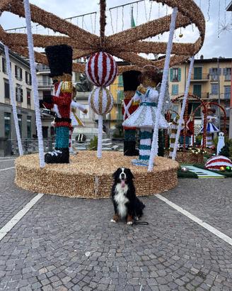 Bovaro del bernese