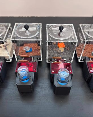Formicaio arredato disponibile con diverse specie