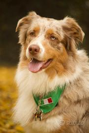 Pastore australiano per monta