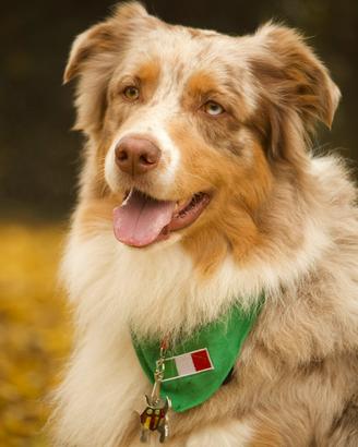 Pastore australiano per monta