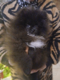 Spitz tedesco nano Pomerania