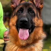 Pastore Tedesco cuccioli disponibili