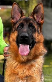 Pastore Tedesco cuccioli disponibili