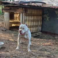 Pitbull