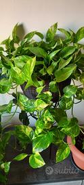talee pothos 