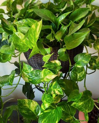 talee pothos 
