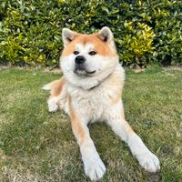 Disponibile per monta Akita Inu Giapponese