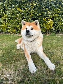 Disponibile per monta Akita Inu Giapponese
