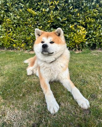 Disponibile per monta Akita Inu Giapponese