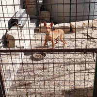 Cirneco dell'etna