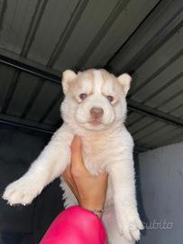 Cuccioli siberian husky