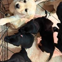 Cuccioli di labrador