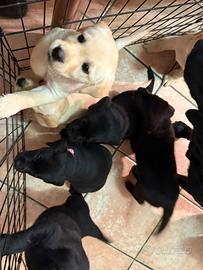 Cuccioli di labrador