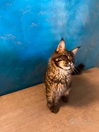 Maschio di maine coon
