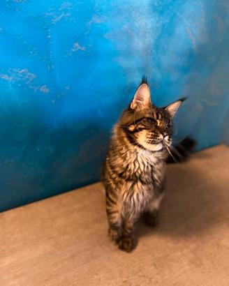 Maschio di maine coon
