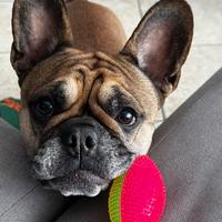 Disponibile bulldog femmina