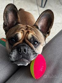 Disponibile bulldog femmina