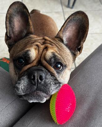 Disponibile bulldog femmina