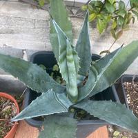 Piante agave