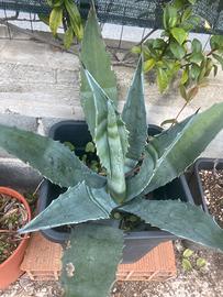 Piante agave