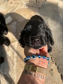 Cuccioli di cocker