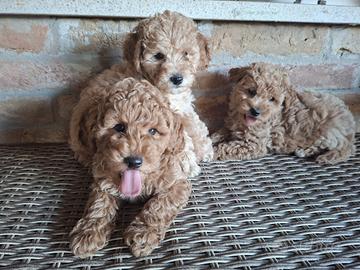 cuccioli barboncini toy red ampia scelta 