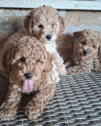 cuccioli barboncini toy red ampia scelta 